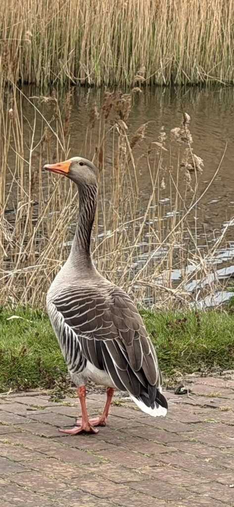 Wildlife in Nederland