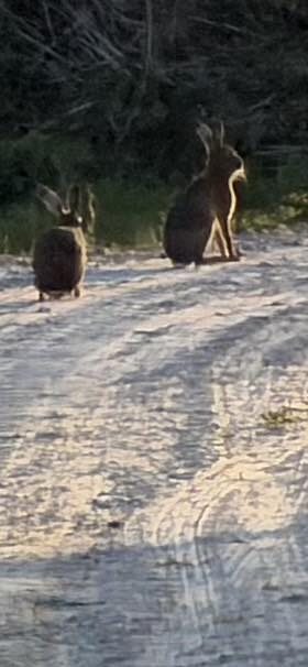 Wildlife in Nederland