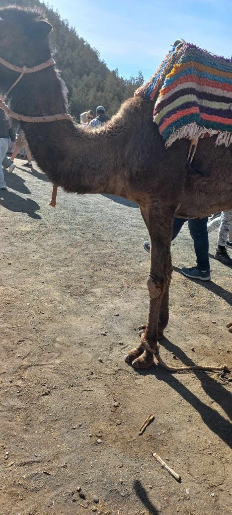 Dierenleed op vakantie