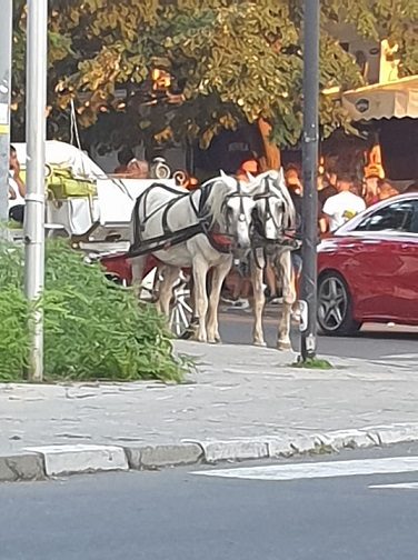Dierenleed op vakantie